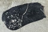 Pennsylvanian Fossil Fern (Macroneuropteris) Plate - Kentucky #112963-3